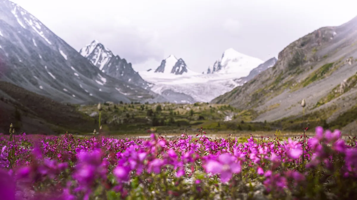 Purple flowers in the foreground with snow-covered mountain peaks in the background on a cloudy spring day.