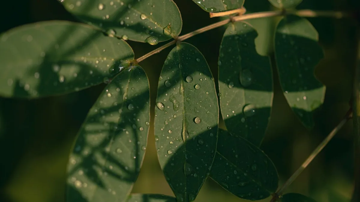 Detailed view of fresh dew drops on green leaves, showcasing nature's beauty and tranquility.