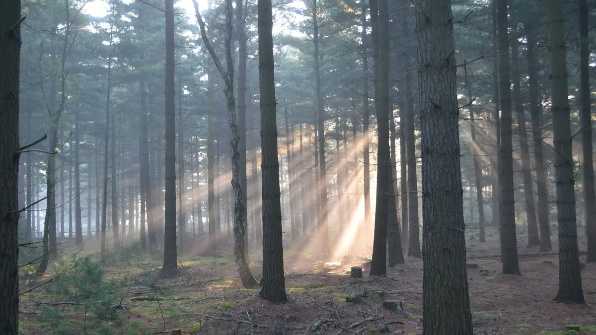 Tranquil forest scene with sunlight streaming through tall trees, evoking a peaceful ambiance.